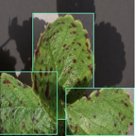 Plant Doc: On-Device Plant Disease Detection screenshot 4